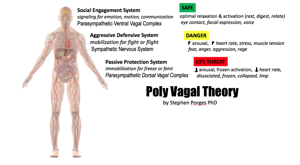 Polyvagal Theory Chart